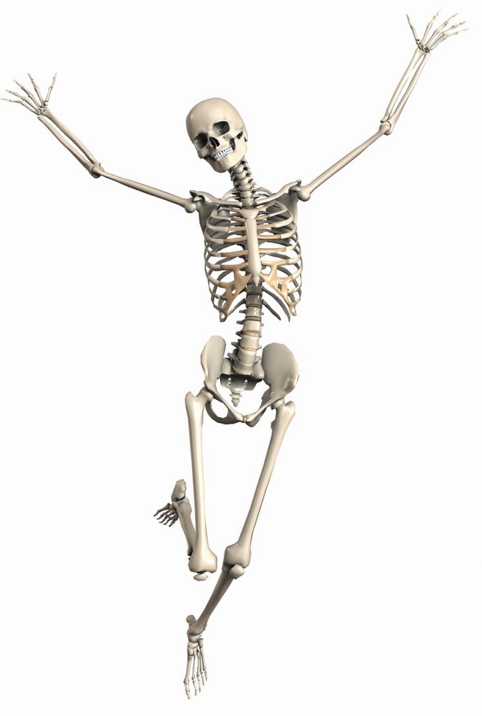 skeleton, female, endoskeleton